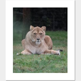 A lion looking straight at you, photo. Posters and Art